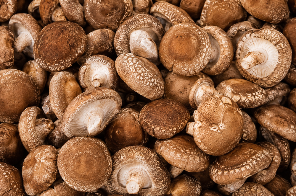 Shiitake